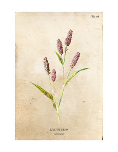 Knotweeds-Vintage-Wild-Flower-Botanical-Print-Free-A-Burst-of-Beautiful